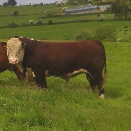 Glen South Farm Gallery