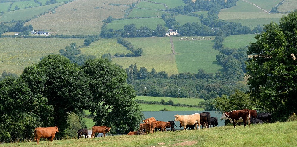 Glen South Farm Gallery